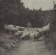 Lambert Herder met zijn schapen